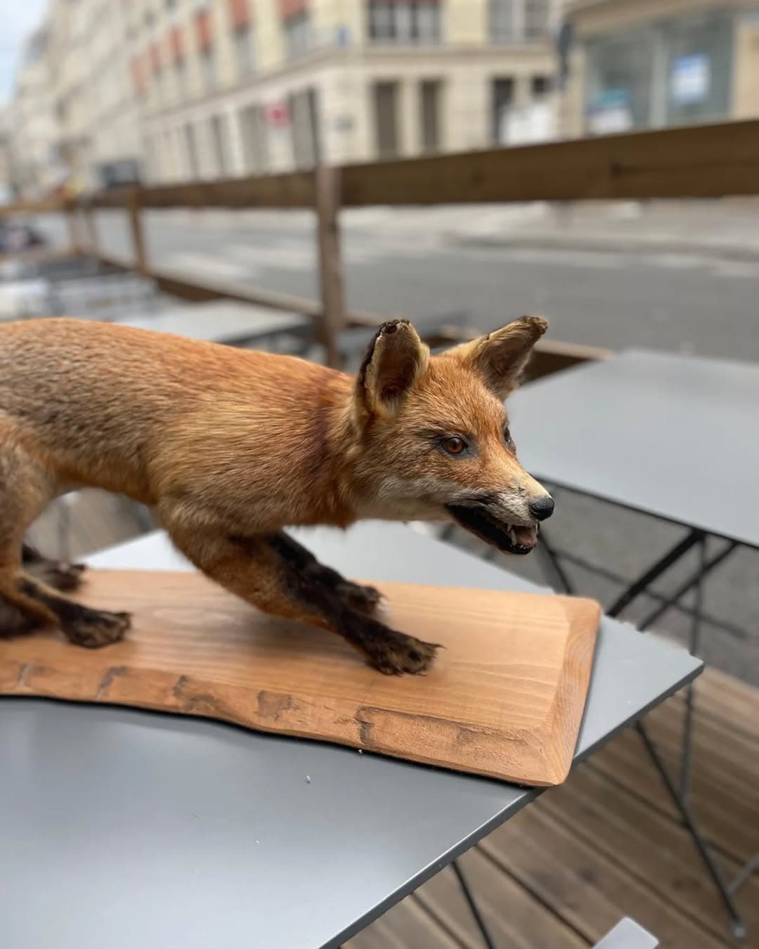 Détail décoratif taxidermie sur la terrasse des Arlots